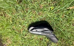 2023 Lexus Rx 350 450 Door Mirror E4-045958 Right 13 Wire Oem. Fixed Price $378.00.
